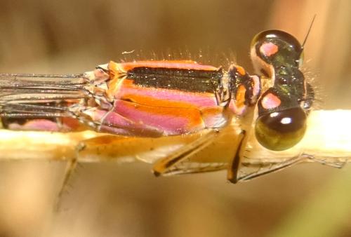Réf. 354 454 : Ischnura sp.